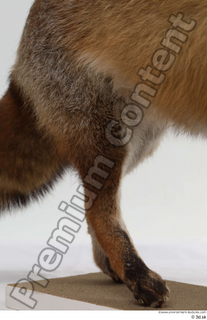 Red fox leg 0007.jpg